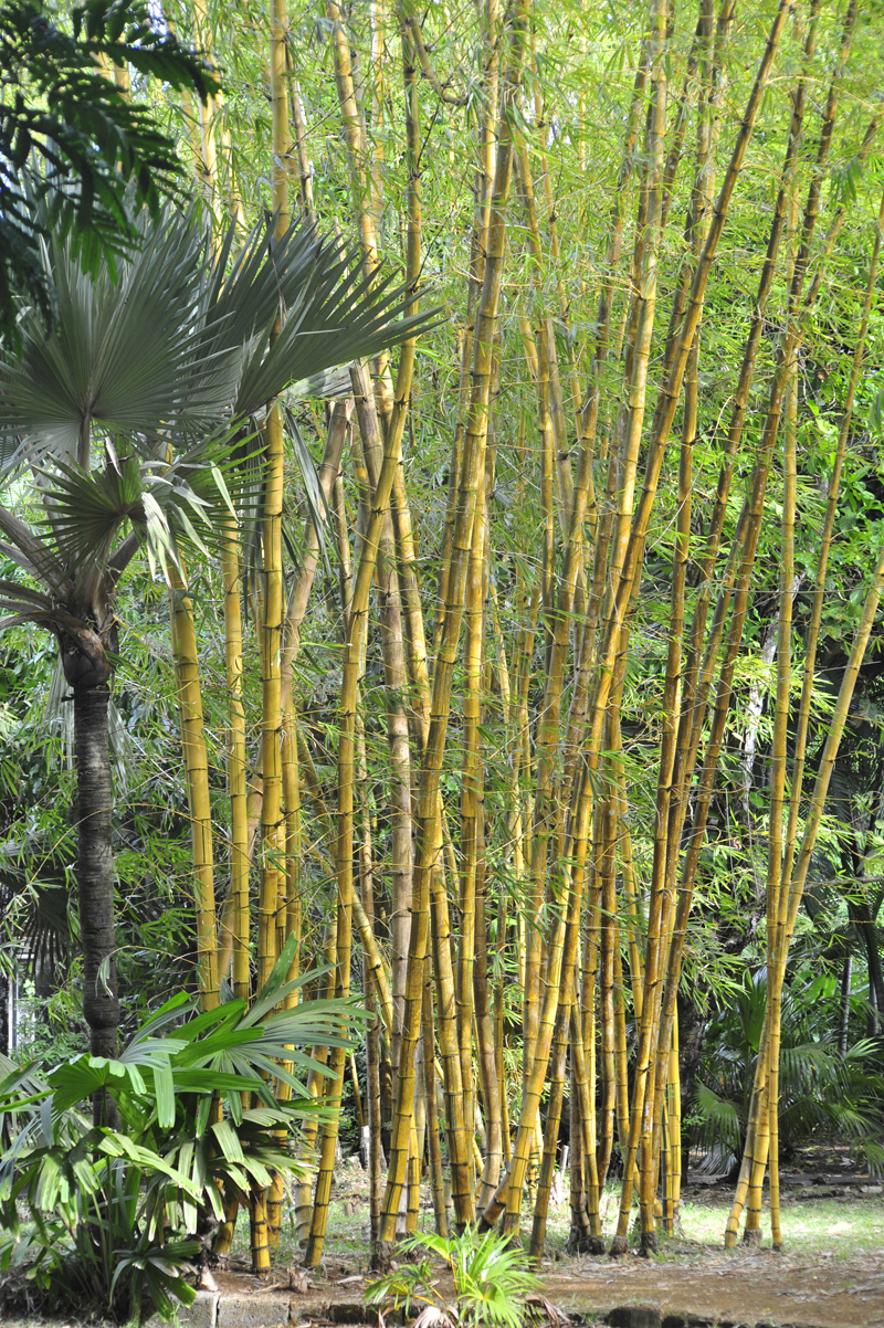 bambou géant Ile Maurice