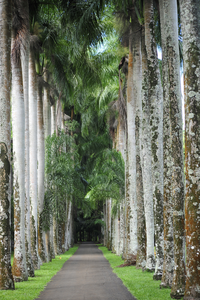 palmier Ile Maurice