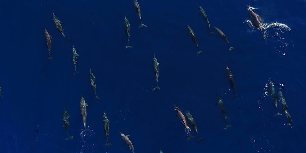 nage avec les dauphins, île Maurice
