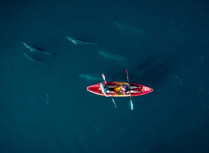 dauphin et kayak Ile Maurice
