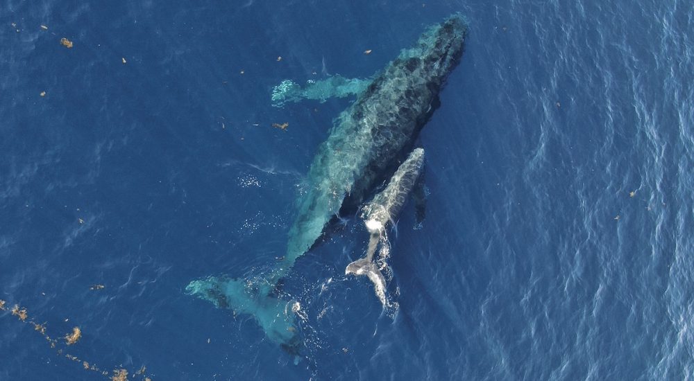 excursion baleine île Maurice