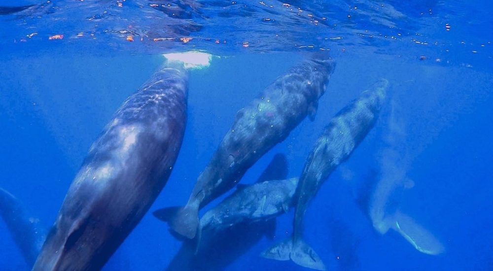 baleine découverte île Maurice