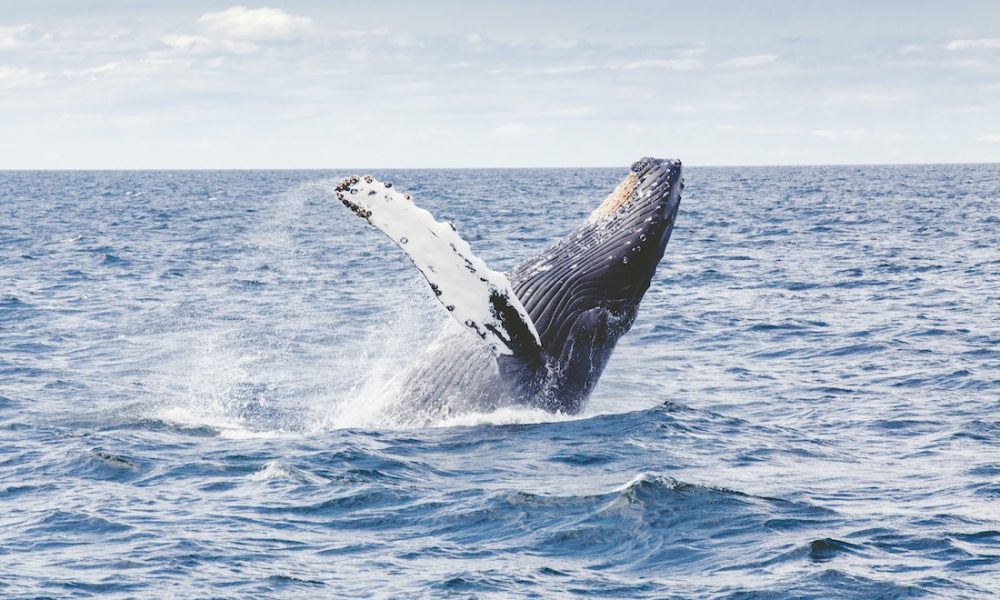 baleine a bosse Île Maurice