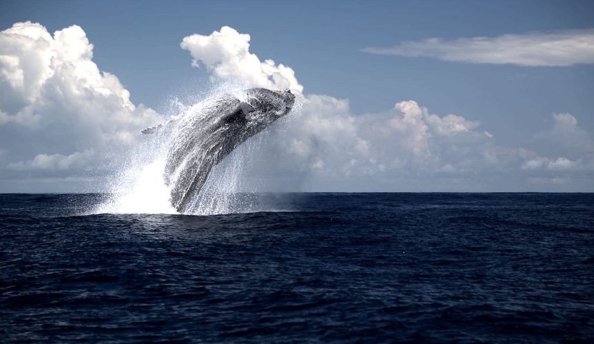saut baleine Île Maurice