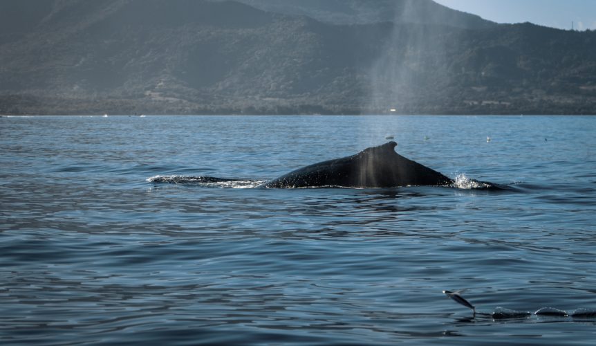 baleine Île Maurice
