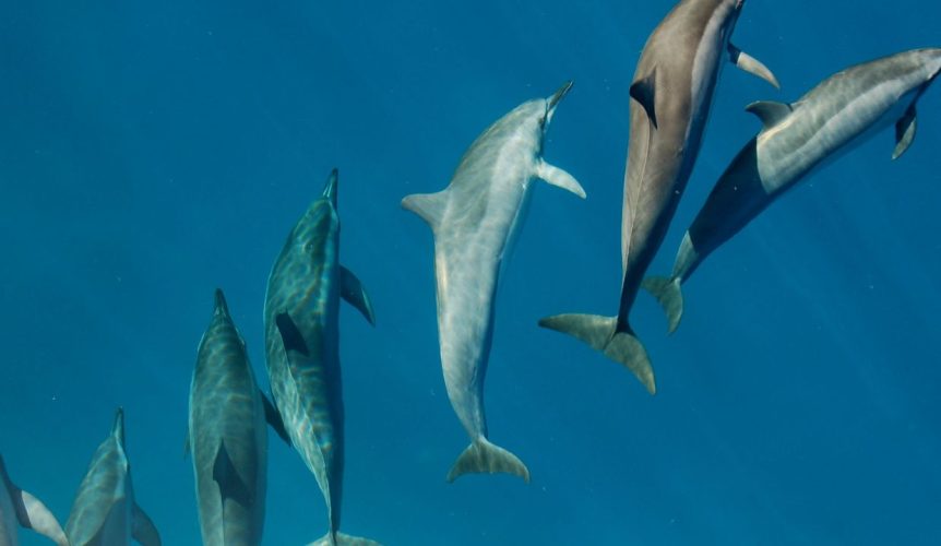 balai dauphins île Maurice