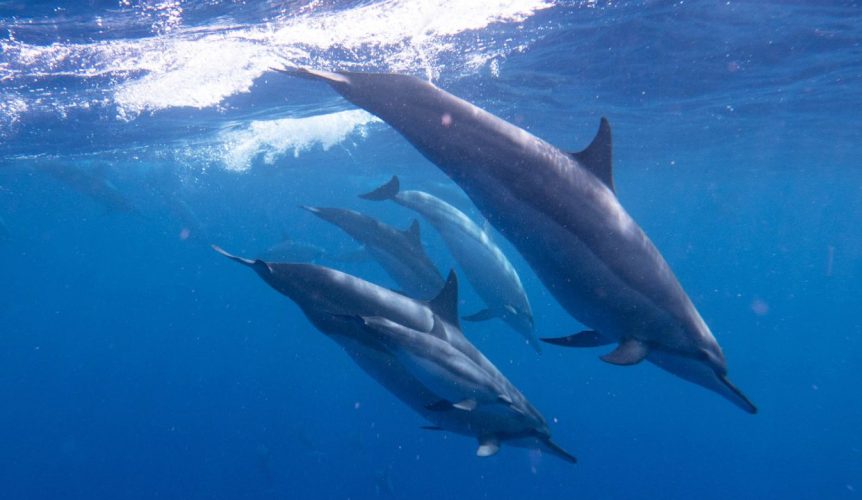 nage dauphins île Maurice