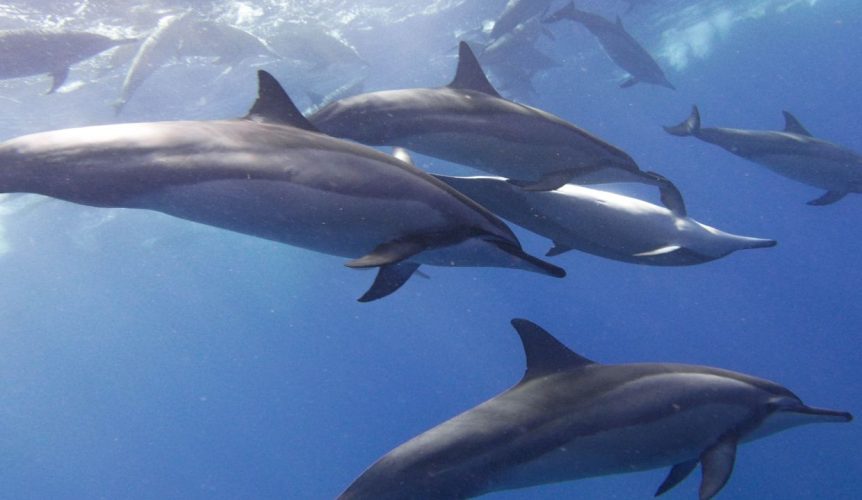dauphins île Maurice