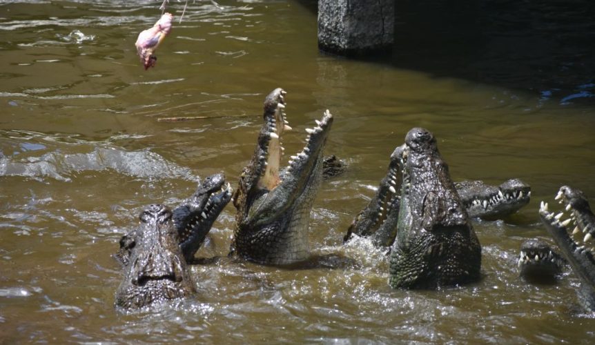 crocodile île Maurice