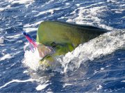 espadon pêche aux gros Île Maurice