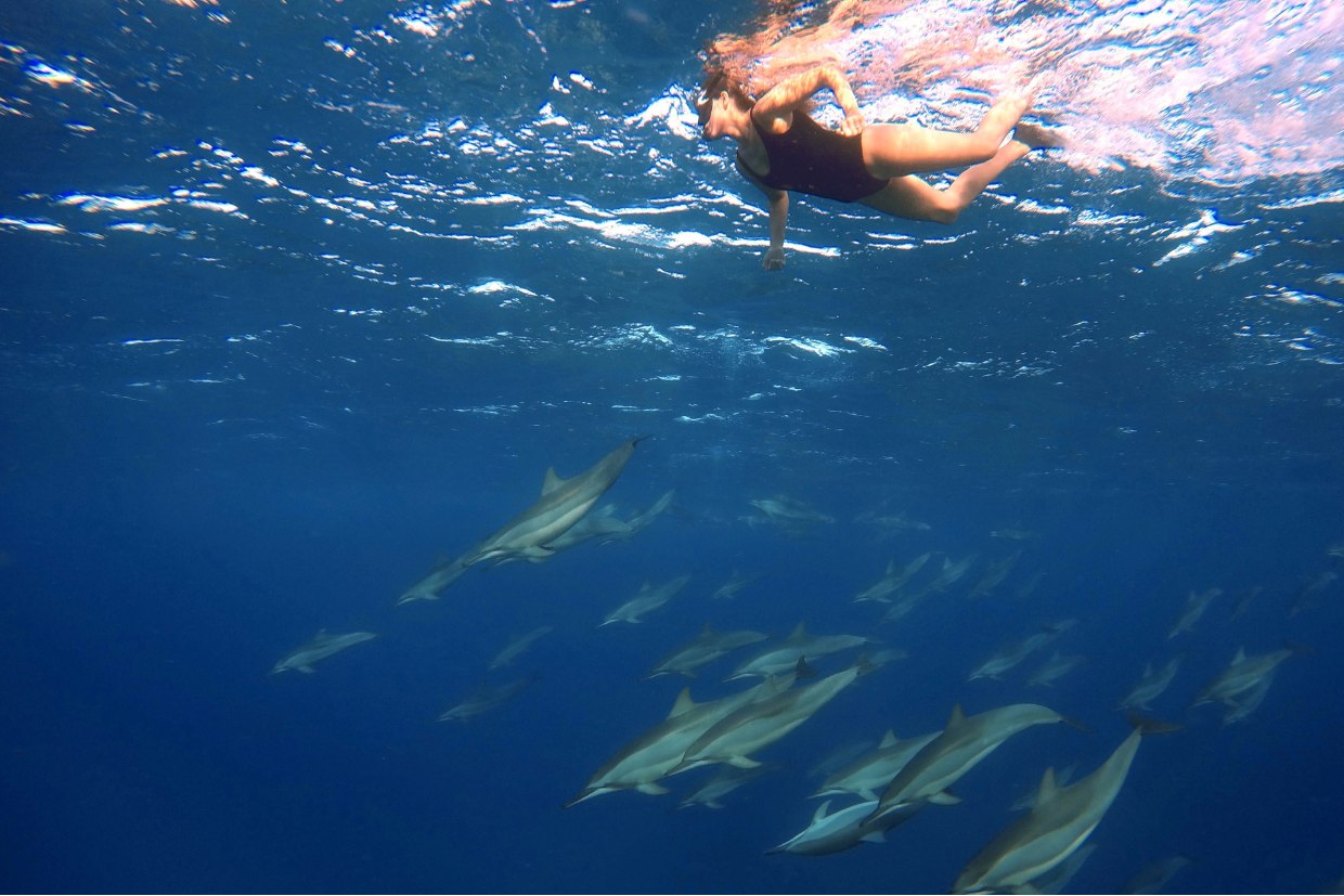 nagez avec dauphins