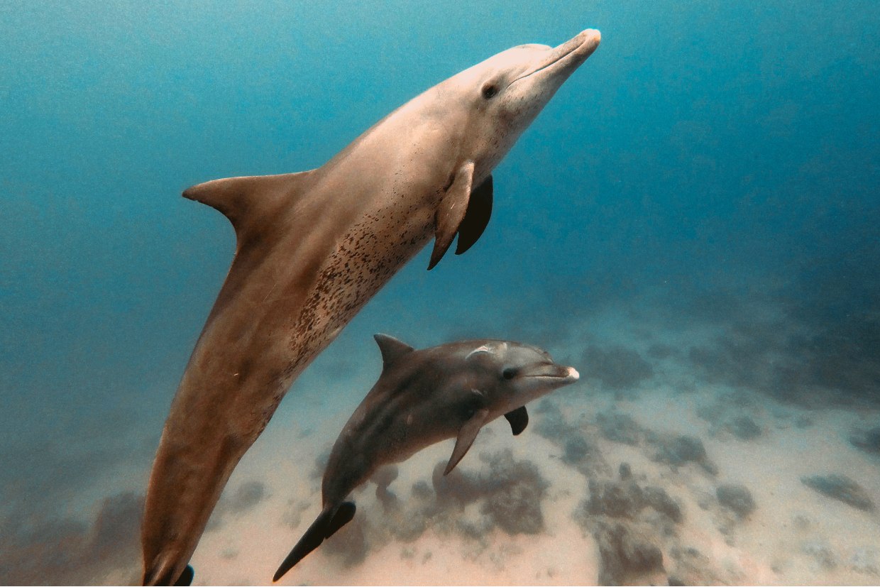 dauphins excursion dauphin rivierenoire ile maurice