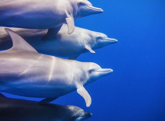 dauphins snorkeling nage ile maurice