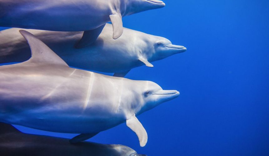 dauphins snorkeling nage ile maurice