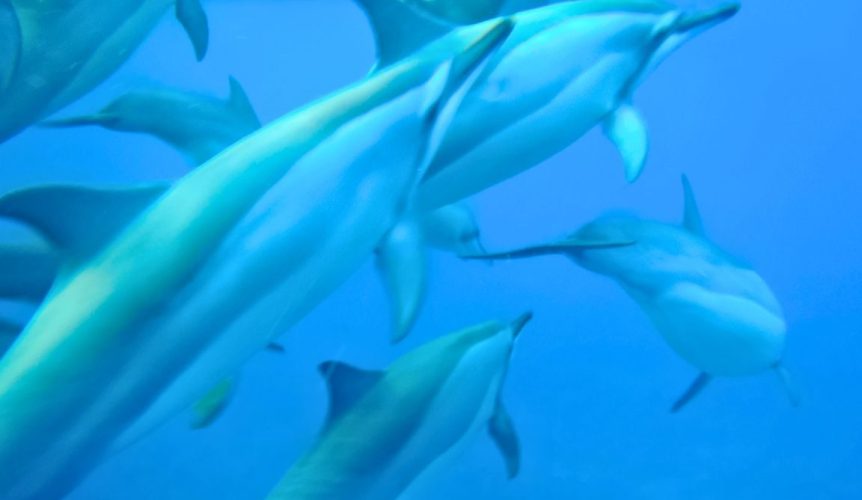 nage dauphins morne ile maurice snorkeling