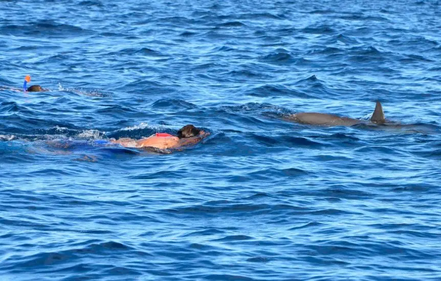 11nage-avec-dauphins-riviere-noire-ile-maurice-sejour-vacance-ile-mau