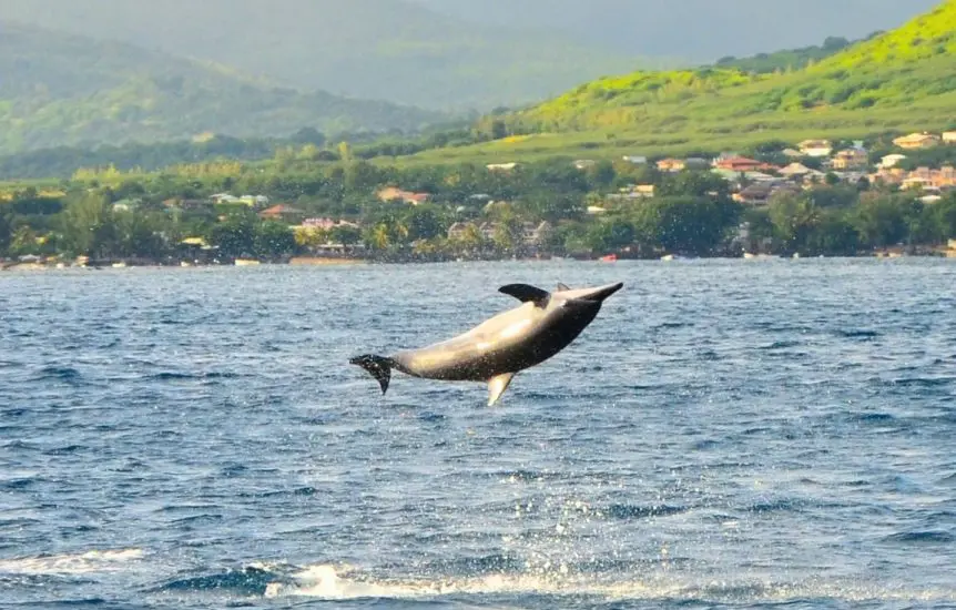 14nage-avec-dauphins-riviere-noire-ile-maurice-sejour-vacance-il