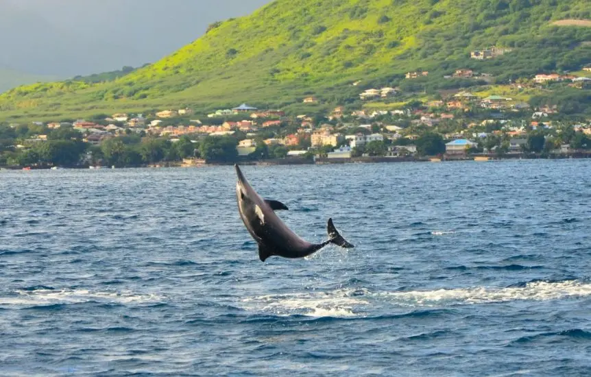15nage-avec-dauphins-riviere-noire-ile-maurice-sejour-vacance-ile-mau