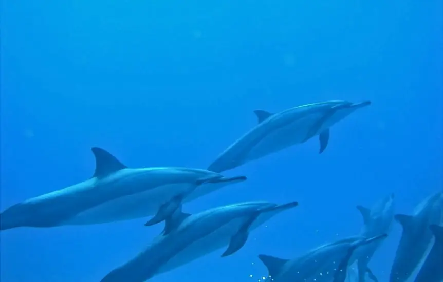 22nage-avec-dauphins-riviere-noire-ile-maurice-sejour-vacance-ile-mau