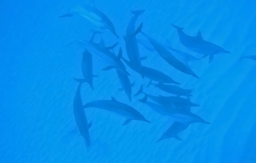 23nage-avec-dauphins-riviere-noire-ile-maurice-sejour-vacance-il