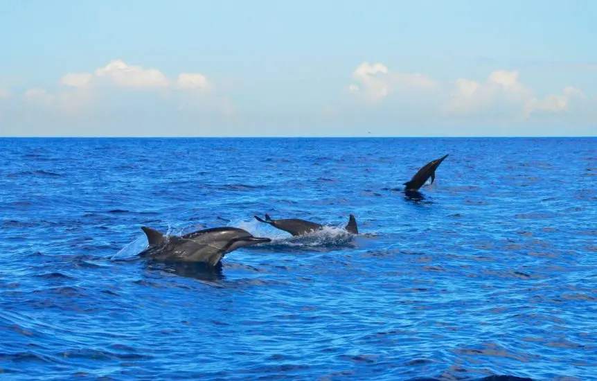 2nage-avec-dauphins-riviere-noire-ile-maurice-sejour-vacance-ile-maur