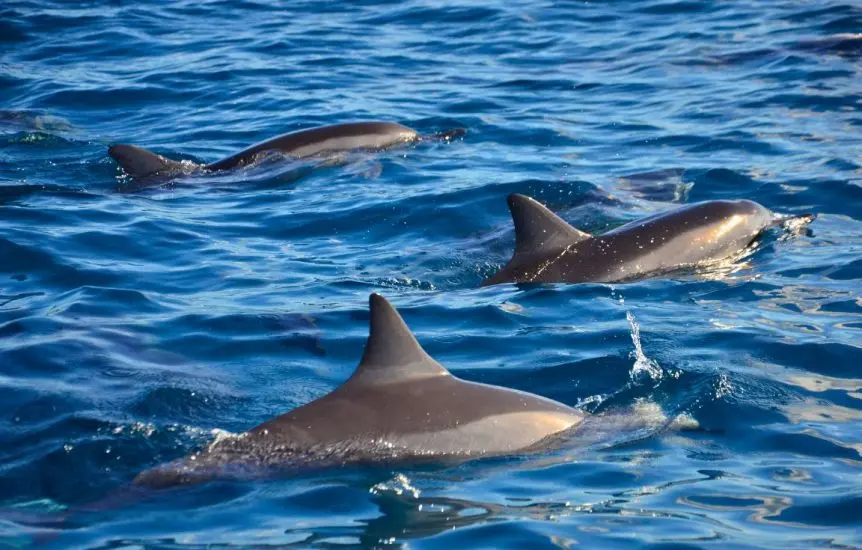 6nage-avec-dauphins-riviere-noire-ile-maurice-sejour-vacance-ile