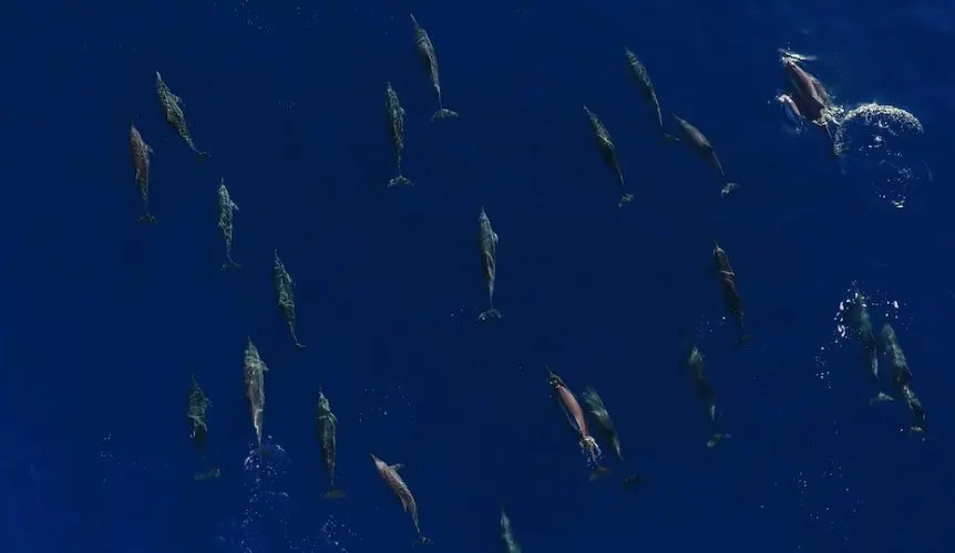 C.-Dolphins1-862x500