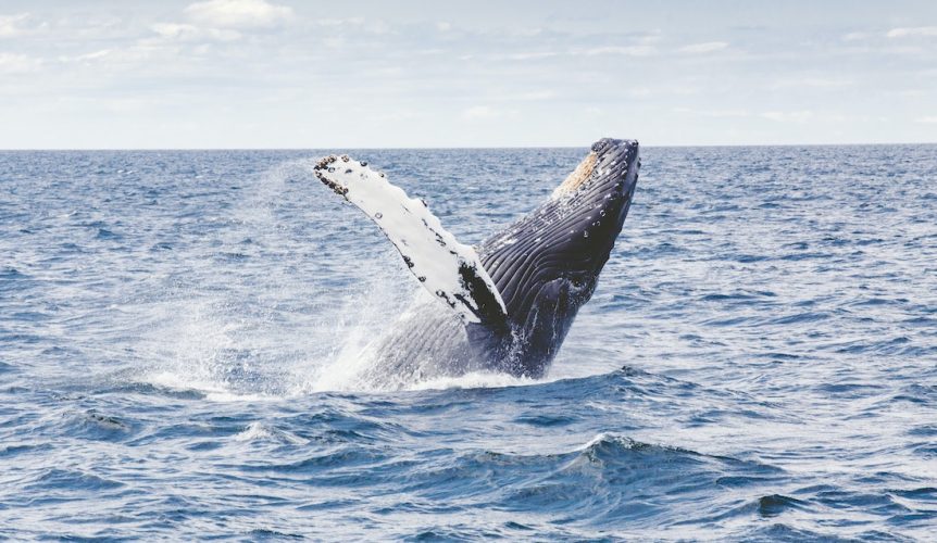 Humpback-Whale-5-862x500