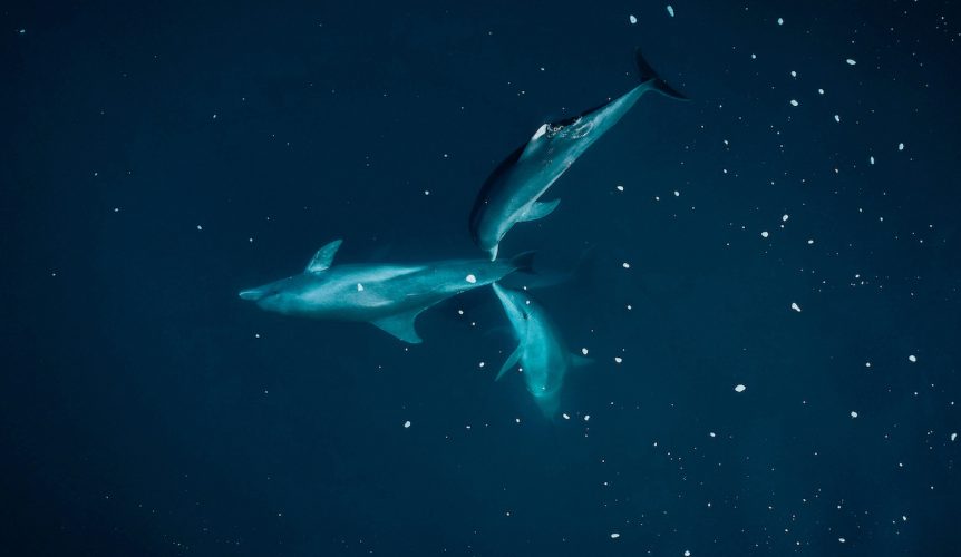 Vu-areienne-dauphins-862x500
