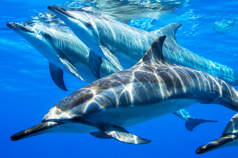 dauphins ile maurice le morne excursion sejour maurice1