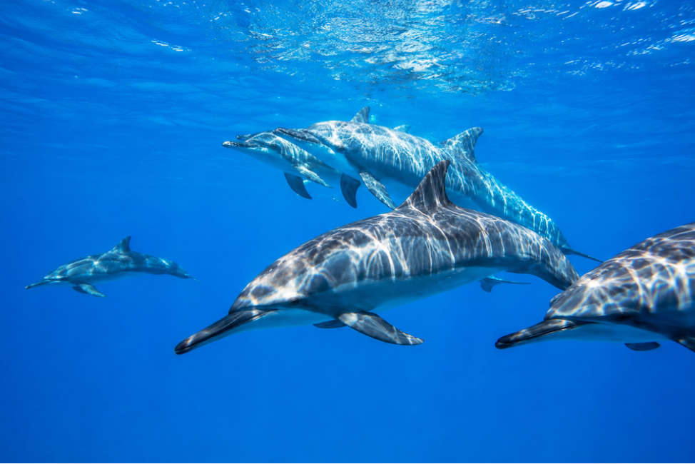 dauphins ile maurice le morne excursion sejour maurice2