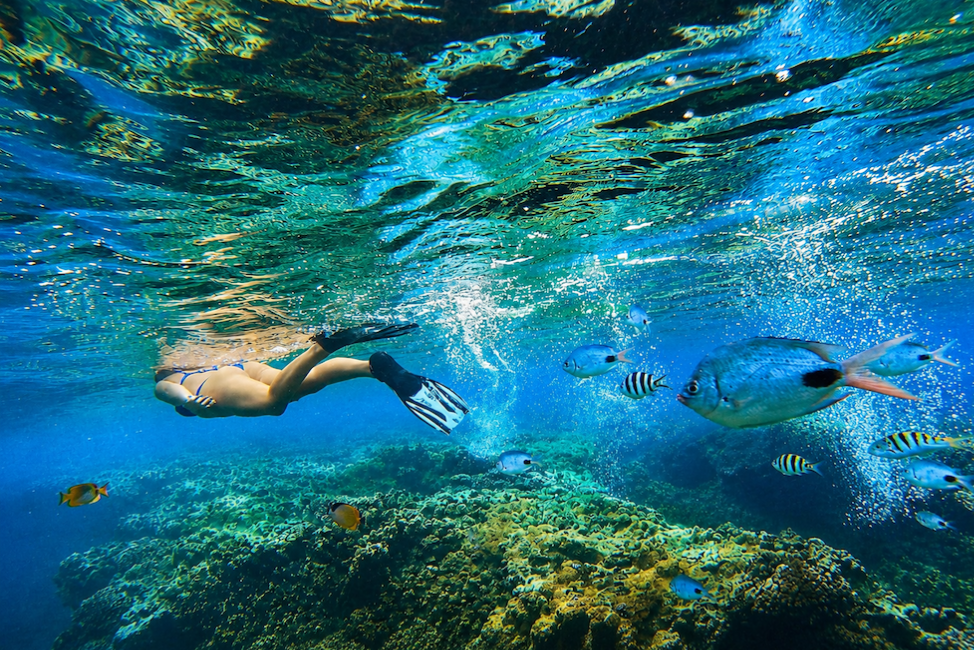 dauphins ile maurice le morne excursion sejour maurice4