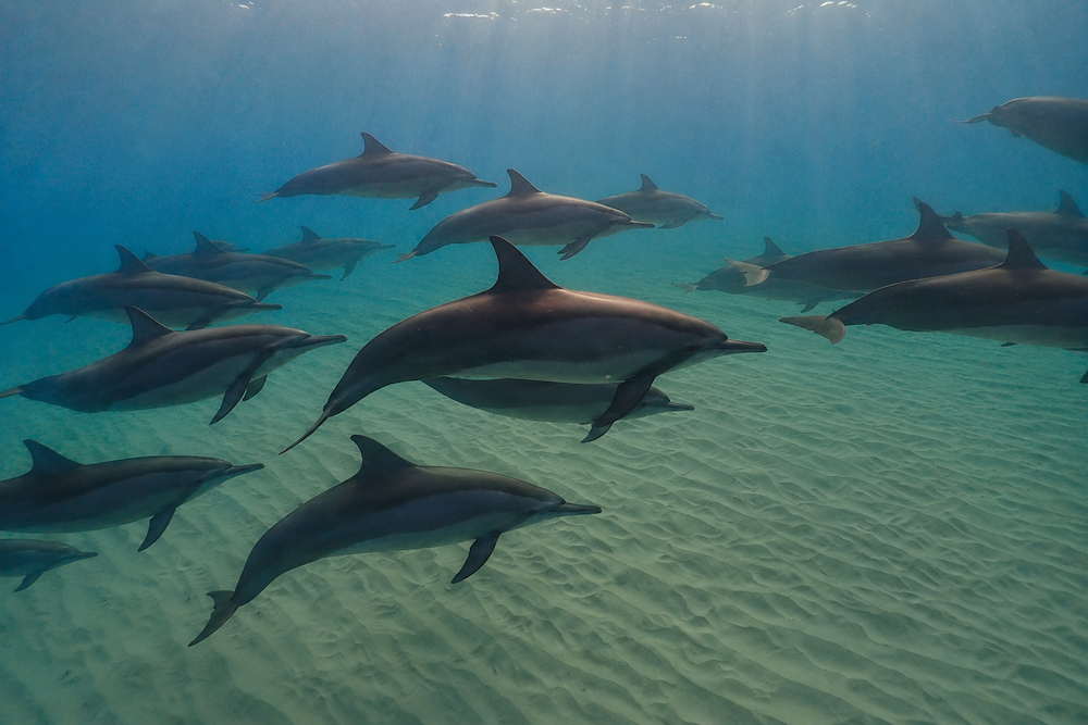 dauphins
