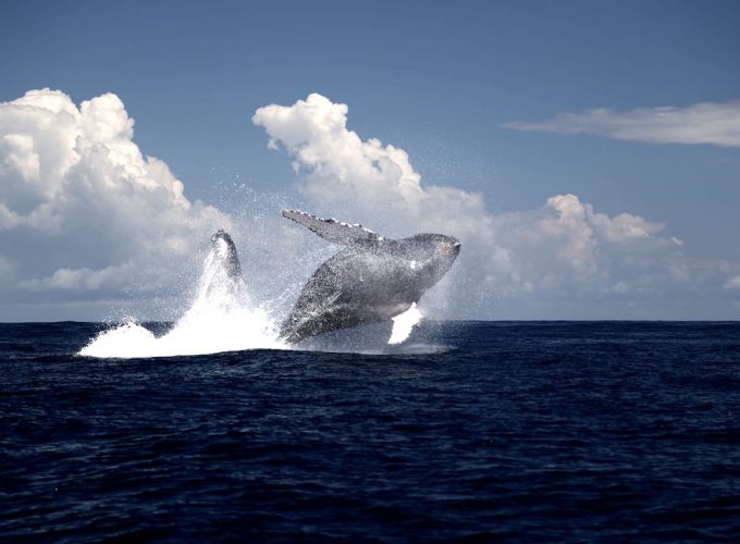 feature-Humpback-Whale-7-680x500