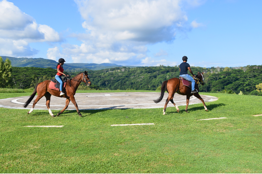 cheval ile maurice