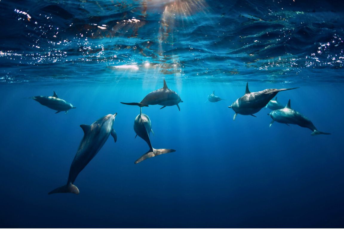 6ile maurice benitier morne brabant nage avec les duaphinsnage dauphins ile aux benitiers ile maurice sejour riviere noire