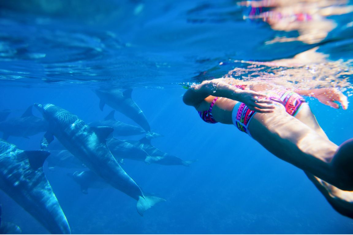 dauphins ile maurice