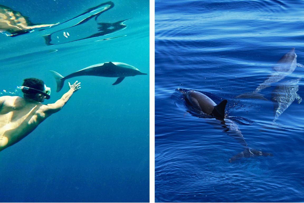 9ile maurice benitier morne brabant nage avec les duaphinsnage dauphins ile aux benitiers ile maurice sejour riviere noire