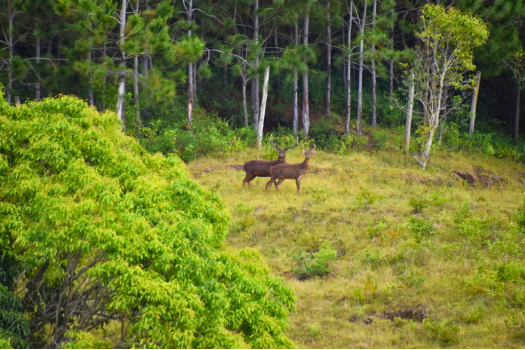 cerf