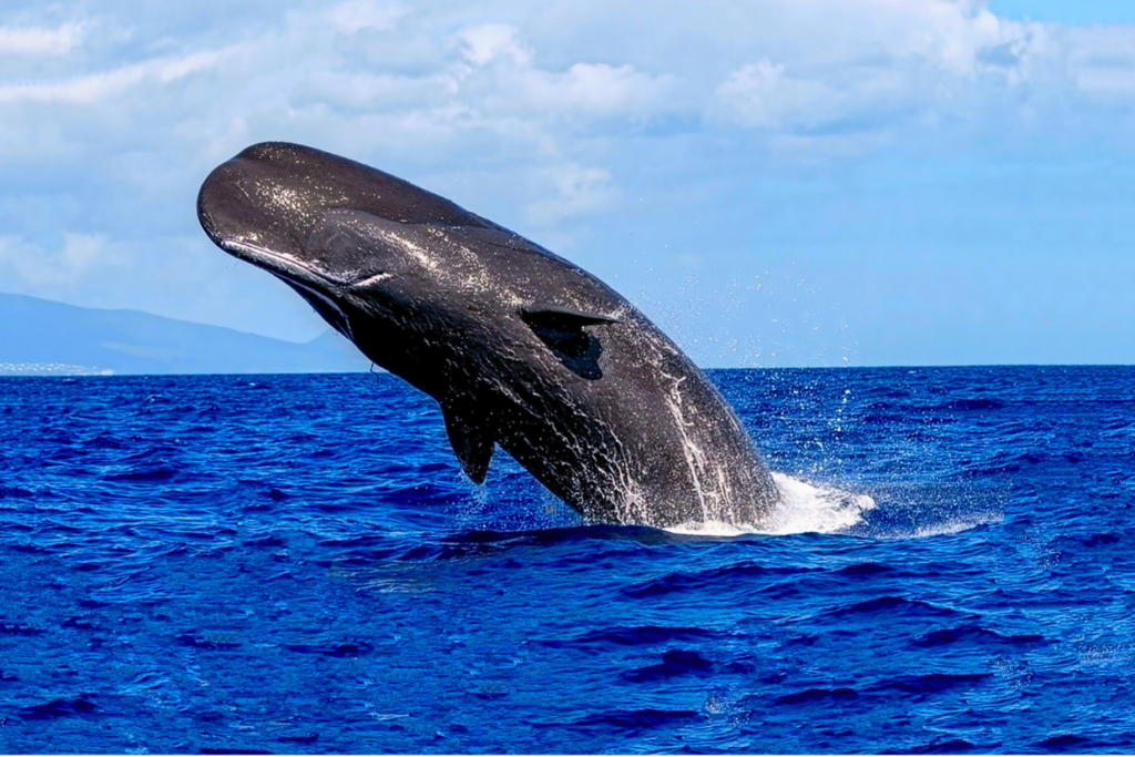 baleines ile Maurice