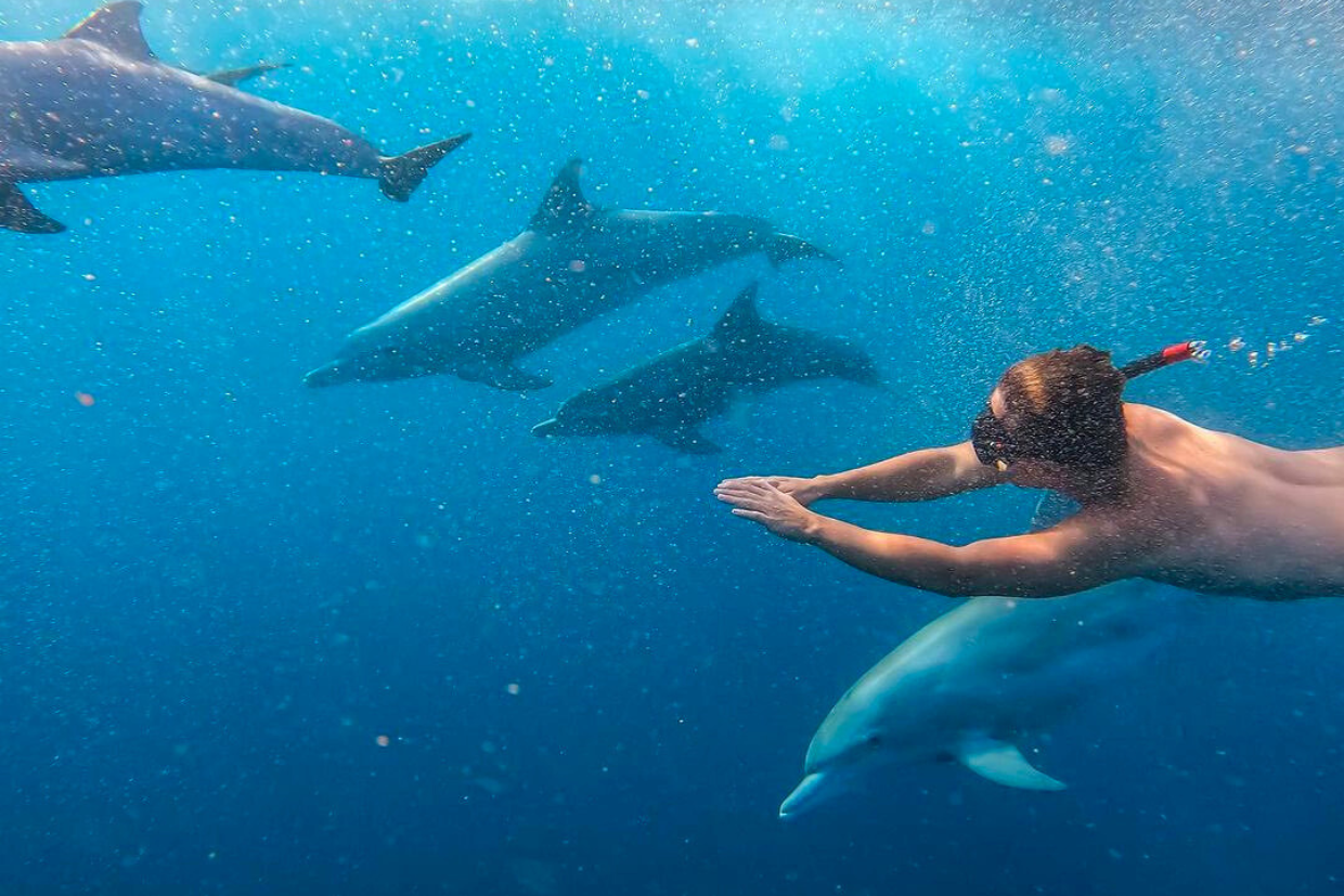 dauphins ile maurice
