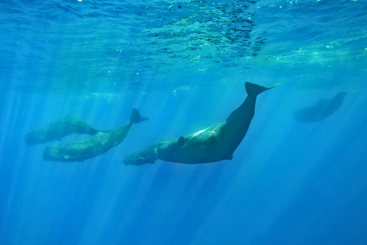 baleines - speedboat bateau -ile maurice