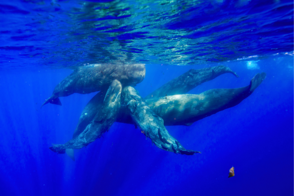 baleines ile Maurice observation