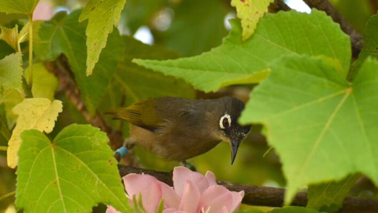 oiseaux ebony forest chamarel