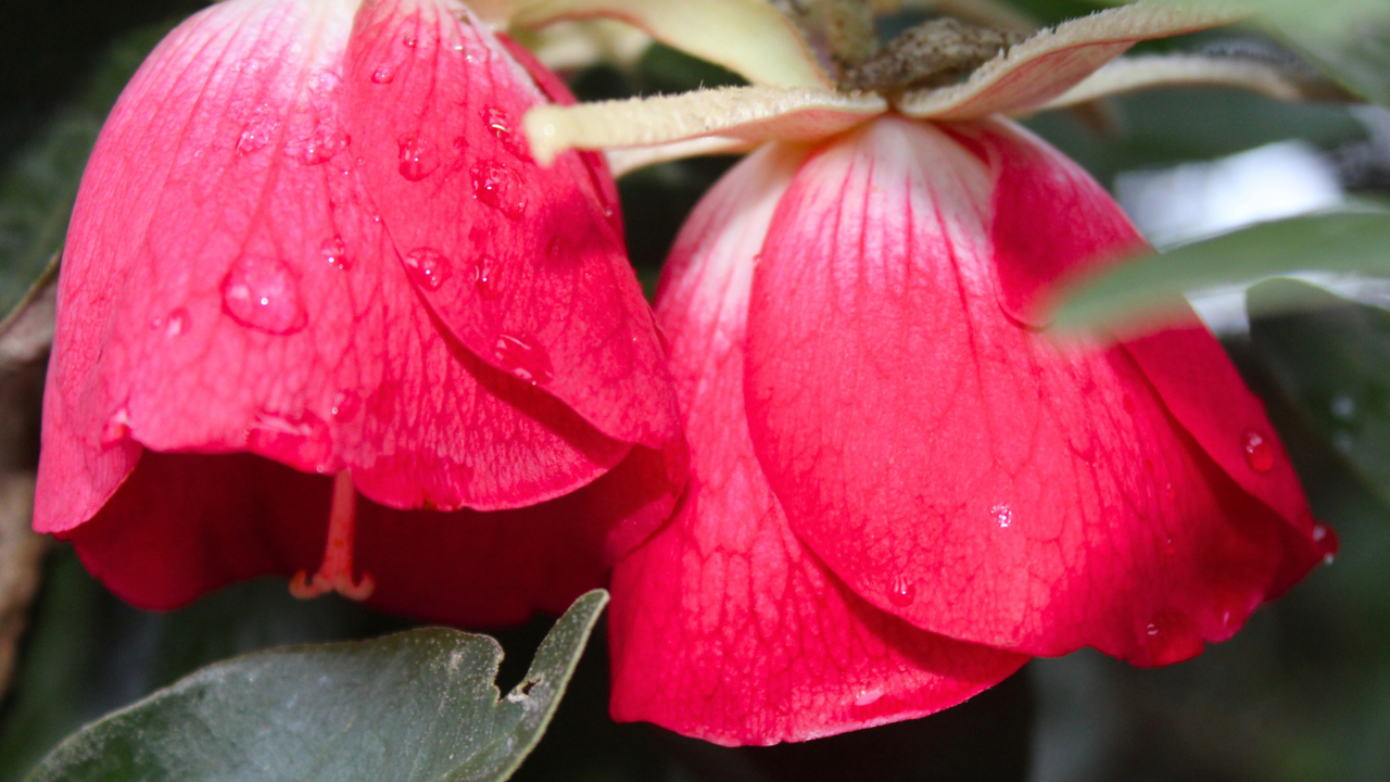 fleur