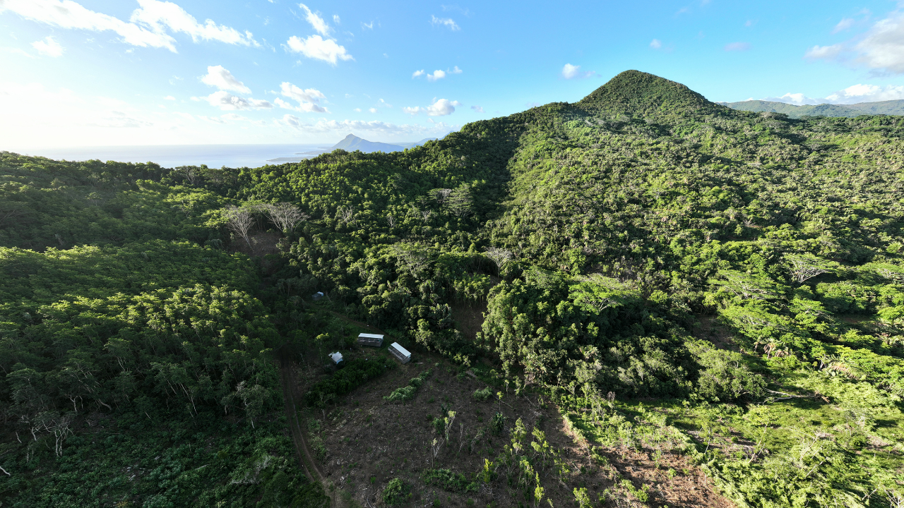 nature ebony forest chamarel