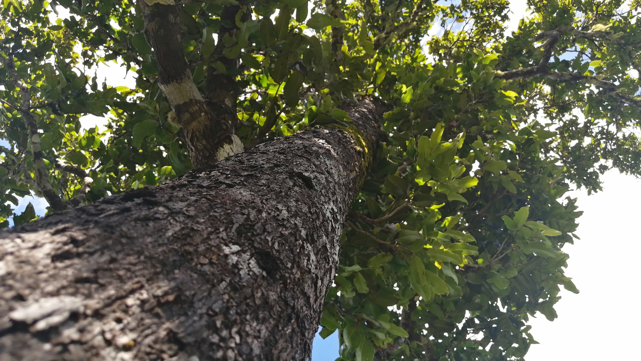 22Ebony forest Chamarel activite nature ile maurice