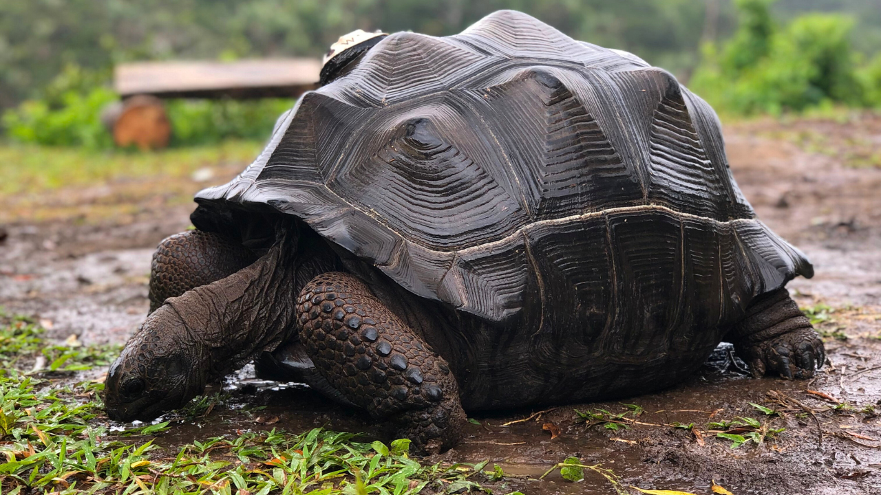 tortue