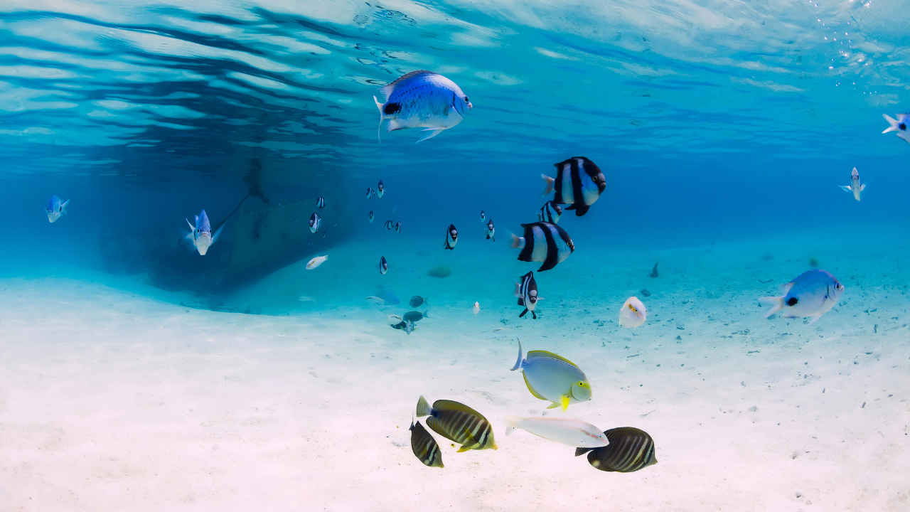 snorkeling ile de l'est de maurice ile aux aigrettes ile aux cerfs