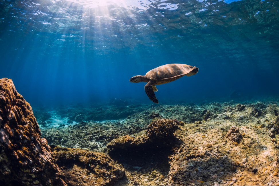 tortue